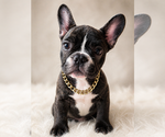 Puppy Ross French Bulldog