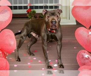 Mutt Dogs for adoption in West Valley, UT, USA