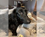 Small #3 Dachshund