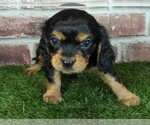 Small #4 Cavalier King Charles Spaniel