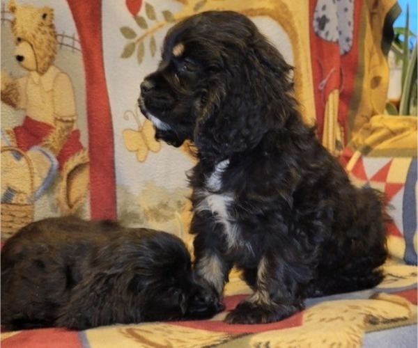 Medium Photo #6 Cocker Spaniel Puppy For Sale in WITHEE, WI, USA