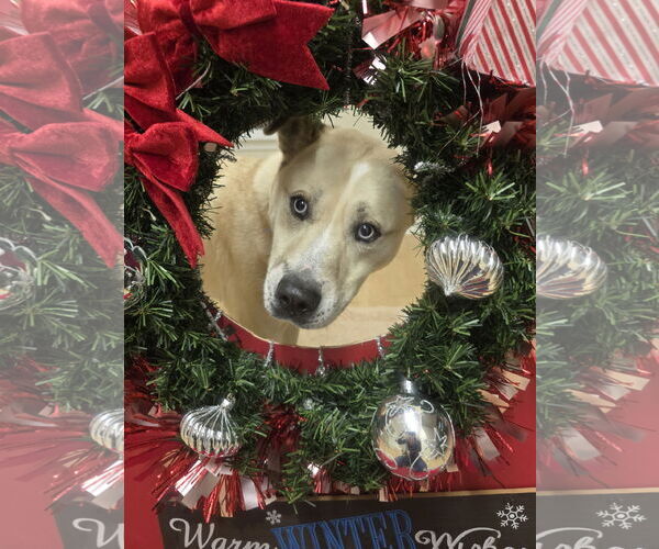 Medium Photo #10 Siberian Husky-Unknown Mix Puppy For Sale in Rockaway, NJ, USA