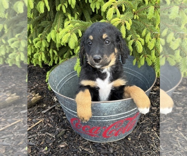 Medium Photo #1 Bernedoodle Puppy For Sale in MIDDLEBURY, IN, USA