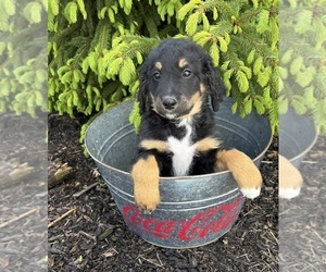 Bernedoodle Puppy for sale in MIDDLEBURY, IN, USA