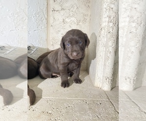 Labrador Retriever Puppy for sale in MORENO VALLEY, CA, USA