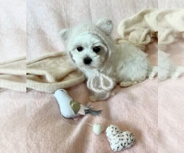 Medium Photo #7 Maltese Puppy For Sale in MIAMI BEACH, FL, USA