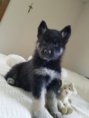 American Indian Dog Puppy for sale in CHERRY CREEK, NY, USA