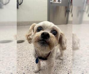 Shih Tzu-Unknown Mix Dogs for adoption in Brighton, CO, USA