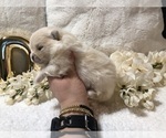 Small Photo #5 Pomeranian Puppy For Sale in REDDING, CA, USA