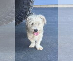 Small #2 Maltipoo (Miniature)