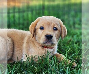 Labrador Retriever Puppy for sale in MANHEIM, PA, USA
