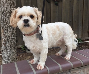 Cava-Tzu Puppy for sale in SAN JOSE, CA, USA