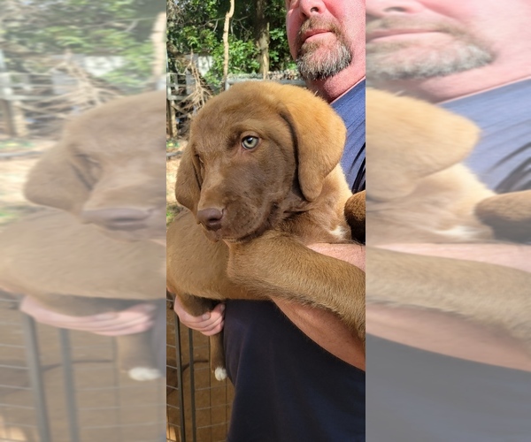 Medium Photo #1 Chesapeake Bay Retriever Puppy For Sale in BROWNS VALLEY, CA, USA