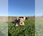 Small #8 French Bulldog