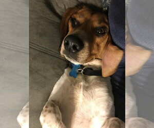 Benny - Male Beagle Dog for Adoption - Photo #9