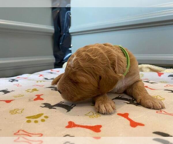 Medium Photo #18 Goldendoodle Puppy For Sale in NORTH SCITUATE, RI, USA