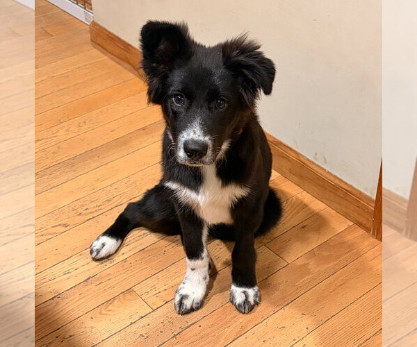 Medium Photo #2 Border Collie-Unknown Mix Puppy For Sale in Canton, CT, USA