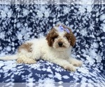 Small Poodle (Miniature)