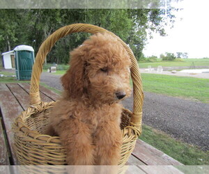 Poodle (Standard) Puppy for sale in SOUTH BEND, IN, USA