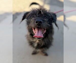 Lhasa Apso-Unknown Mix Dogs for adoption in Ventura, CA, USA