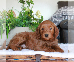 Labradoodle-Poodle (Miniature) Mix Puppy for sale in GORDONVILLE, PA, USA