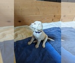 Small Photo #32 Labrador Retriever Puppy For Sale in LOGAN, UT, USA
