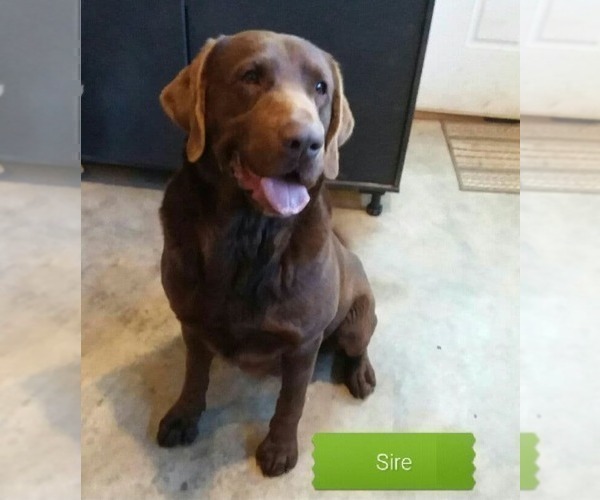 Medium Photo #1 Labrador Retriever Puppy For Sale in BURNSVILLE, NC, USA