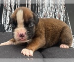 Small #4 Boxer
