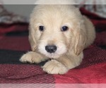 Small #5 Goldendoodle