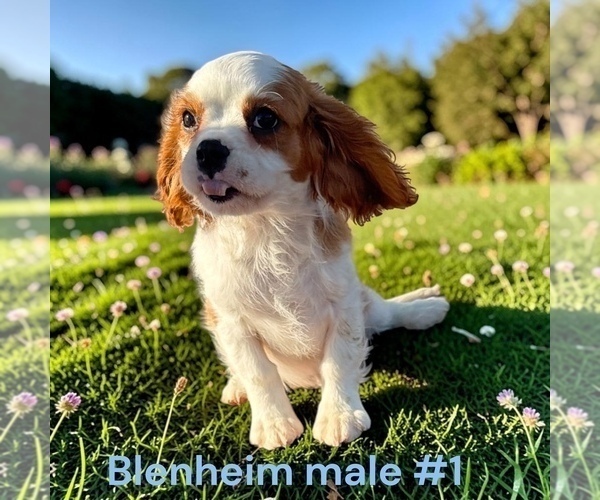 Medium Photo #1 Cavalier King Charles Spaniel Puppy For Sale in MONTPELIER, OH, USA