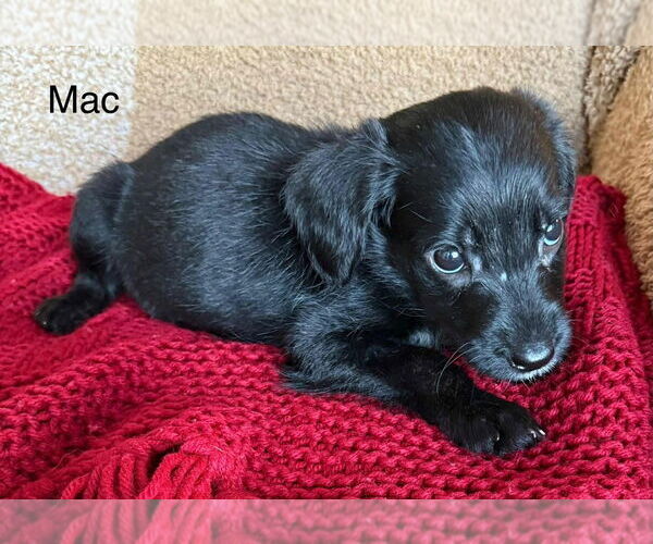 Medium Photo #2 Labrador Retriever-Unknown Mix Puppy For Sale in Aurora, IN, USA