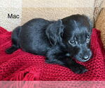 Small #1 Labrador Retriever Mix