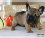 Puppy Moose French Bulldog