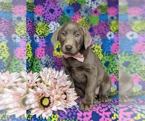 Labrador Retriever Puppy for sale in NOTTINGHAM, PA, USA