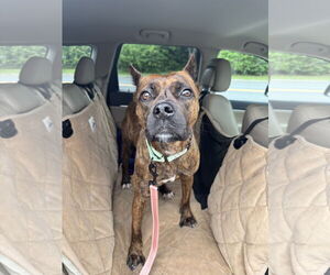 Boxer-Unknown Mix Dogs for adoption in Millersville, MD, USA