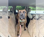 Small Boxer Mix