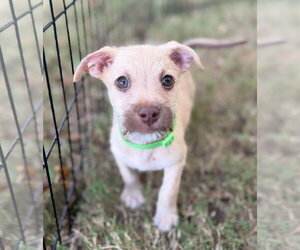 Stack - Male Mutt Dog for Adoption - Photo #4