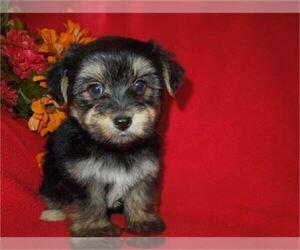 Morkie Puppy for sale in ORO VALLEY, AZ, USA