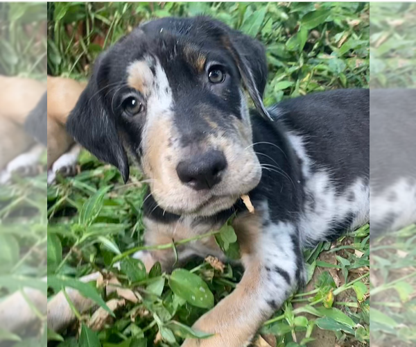 Medium Photo #4 Mutt Puppy For Sale in OKLAHOMA CITY, OK, USA