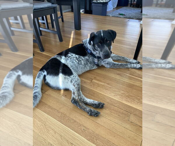 Medium Photo #8 Pointer-Unknown Mix Puppy For Sale in Elmsford, NY, USA