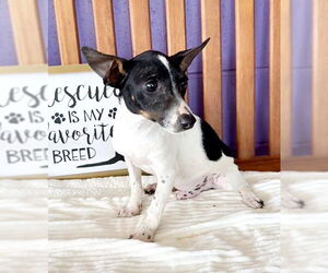 Rat Terrier-Unknown Mix Dogs for adoption in Genesee, WI, USA
