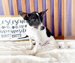 Small Rat Terrier Mix