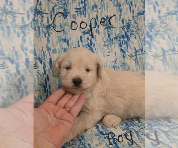 Medium Photo #37 Chizer Puppy For Sale in MONTEZUMA, GA, USA