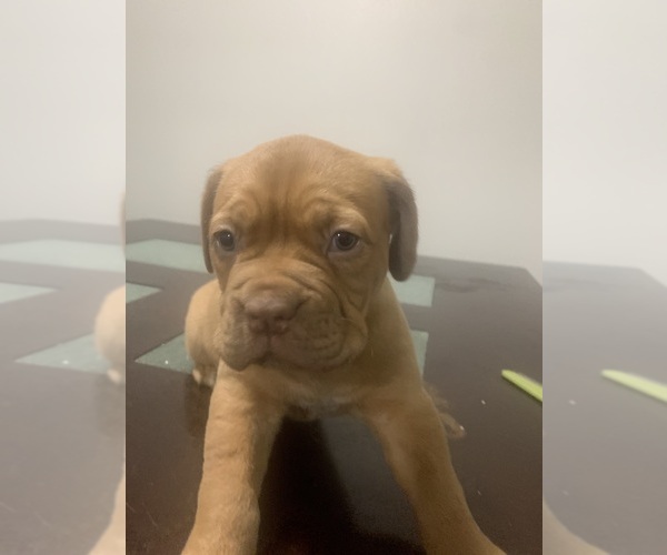 Medium Photo #7 Dogue de Bordeaux Puppy For Sale in DALLAS, TX, USA