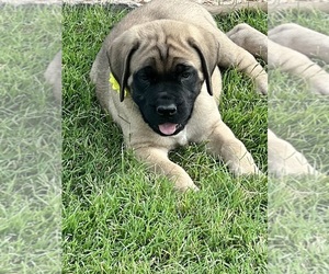 Mastiff Puppy for Sale in TULSA, Oklahoma USA