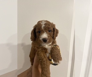 Miniature Bernedoodle-Poodle (Miniature) Mix Puppy for Sale in ATCO, New Jersey USA