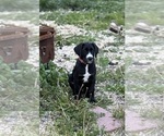 Small Photo #3 Great Dane-Sheepadoodle Mix Puppy For Sale in EGG HARBOR CITY, NJ, USA