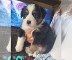 Small Photo #2 Miniature American Shepherd Puppy For Sale in WALLER, TX, USA