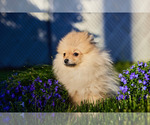 Small #6 Pomeranian