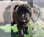 Puppy Harland Poodle (Standard)